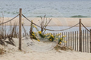 The fence on the seashore in Rehoboth Beach Delaware with goldenrod on the dunes.