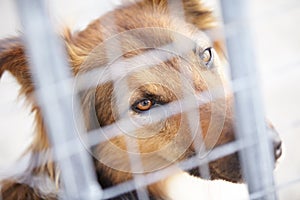 Fence, shelter and sad dog in sanctuary waiting for adoption, foster care and rescue. Pets, depressed and face portrait