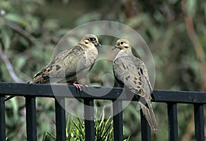 Fence Sitters