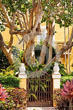 Fence to a garden scene with tropical trees and plant life