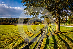 Fence and tree along a country road in rural York County, Pennsylvania.