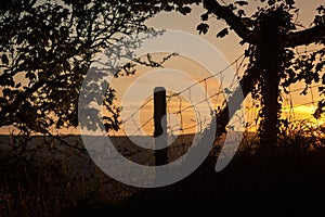 Fence and Tree Silhouetted Against Sunset