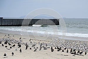 A fence on the United States - Mexico border where it meets the Pacific Ocean in Border Field State Park Beach