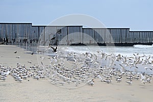 A fence on the United States - Mexico border where it meets the Pacific Ocean in Border Field State Park Beach