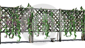 Fence with vine tendrils - isolated on white background