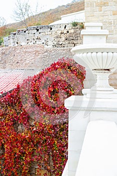Fence wall braided with curly girlish grapes. Decorative bright red plant in autumn
