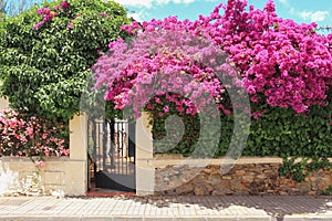 A fence with a wicket in the courtyard of a house decorated with flowering bougainvillea trees.