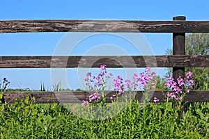 Fence and wild flowers