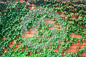 Fence wrapped in vine. An orange brick wall is with many green leaves. Abstract natural background. Bushes of a green plant create