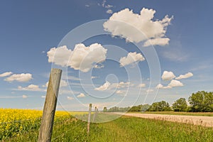 Fenced Canola with a Country Road