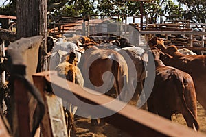 Fenced cattle on a station farm in Queensland Australia