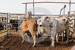 Fenced cattle on a station farm in Queensland Australia