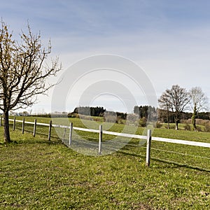 Fenced corral for cattle