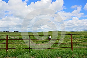 Fenced field