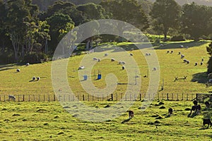 Fenced paddock with sheep and cows