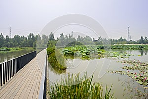 Fenced and planked footway in lotus pond on summer day