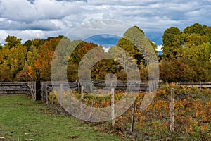 Fenced rural field and trees of multicolored fall leaves below a cloudy blue sky