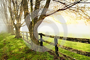 Fenceline And Trees