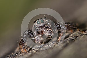 Fencepost Jumper - Marpissa muscosa (male)