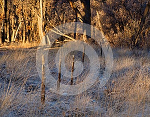 Fenceposts and Forest Shadows