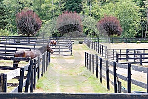 Fences photo