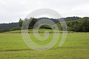 Fences of cattle in field of grass in mountain