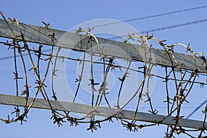 Fencing with barbed wire against the blue sky