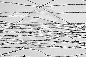 Fencing. Fence with barbed wire. Let. Jail. Thorns. Block. A prisoner. Holocaust. Concentration camp. Prisoners. Depressive