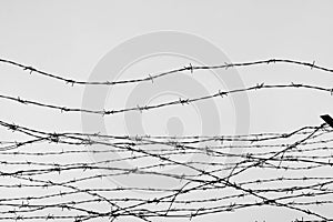 Fencing. Fence with barbed wire. Let. Jail. Thorns. Block. A prisoner. Holocaust. Concentration camp. Prisoners. Depressive