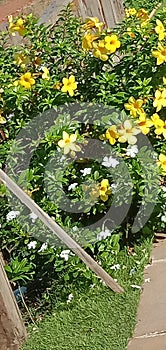 Fencing flowers