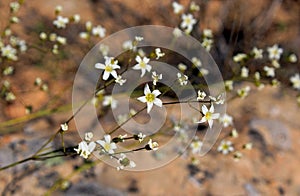 Fendler`s Sandwort flowers, Zion National Park, Utah