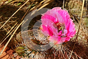 Fendlers Hedgehog Cactus Flower, Echinocereus fendleri, near Hite, Lake Powell National Recreation Area, Utah, USA