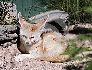 Fenec Fox