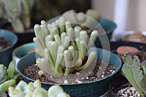 Fenestraria Baby Toes Succulent Plant