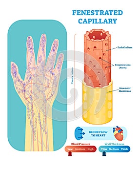 Fenestrated capillary anatomical vector illustration cross section. Circulatory system blood vessel diagram scheme. photo