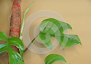 A fenestrated leaf of Rhaphidophora Tetrasperma plant, also known as Monstera Ginny