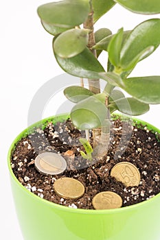 Feng shui money tree or crasula ovata with euro metal coins in the soil