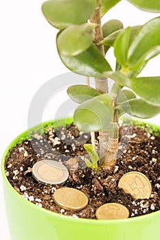 Feng shui money tree or crasula ovata with euro metal coins in the soil