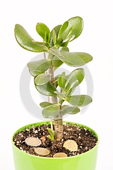 Feng shui money tree or crasula ovata with euro metal coins in the soil