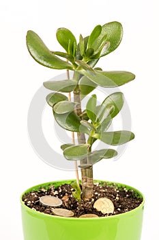 Feng shui money tree or crasula ovata with euro metal coins in the soil