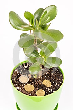 Feng shui money tree or crasula ovata with euro metal coins in the soil
