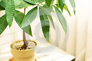 Feng Shui Money Tree Pachira aquatica ,houseplant, potted plant