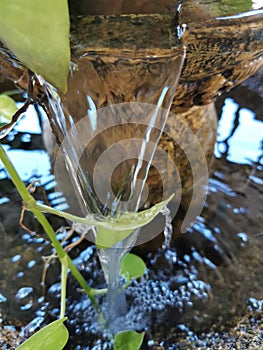 Fengshui plant Waterfall stream