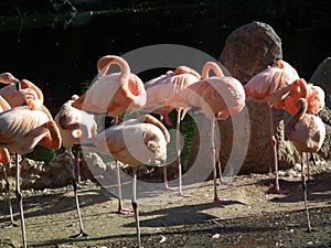 fenicotteri rosa in gruppo