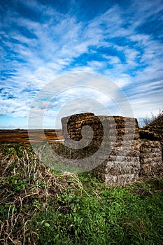 Fenland landscape in winter