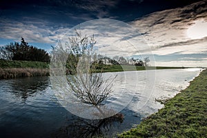 Fenland water channel with tree