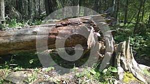 Fenlands trail banff fallen tree
