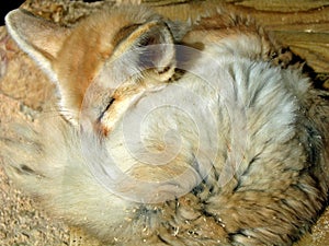 Fennec photo