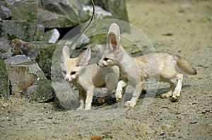 Fennec or Desert Fox, fennecus zerda, Cub