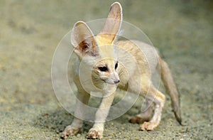 Fennec or Desert Fox, fennecus zerda, Cub